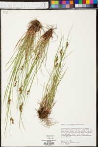 Carex caroliniana image