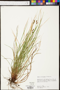 Carex caroliniana image