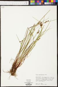 Carex caroliniana image