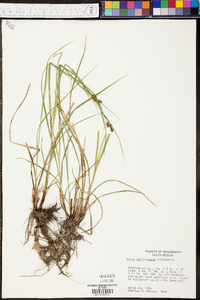 Carex caroliniana image