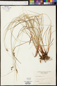 Carex caroliniana image