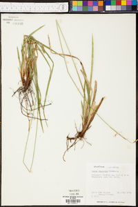 Carex castanea image