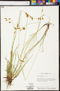 Carex castanea image