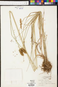 Carex crus-corvi image