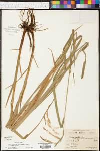 Carex crinita var. gynandra image