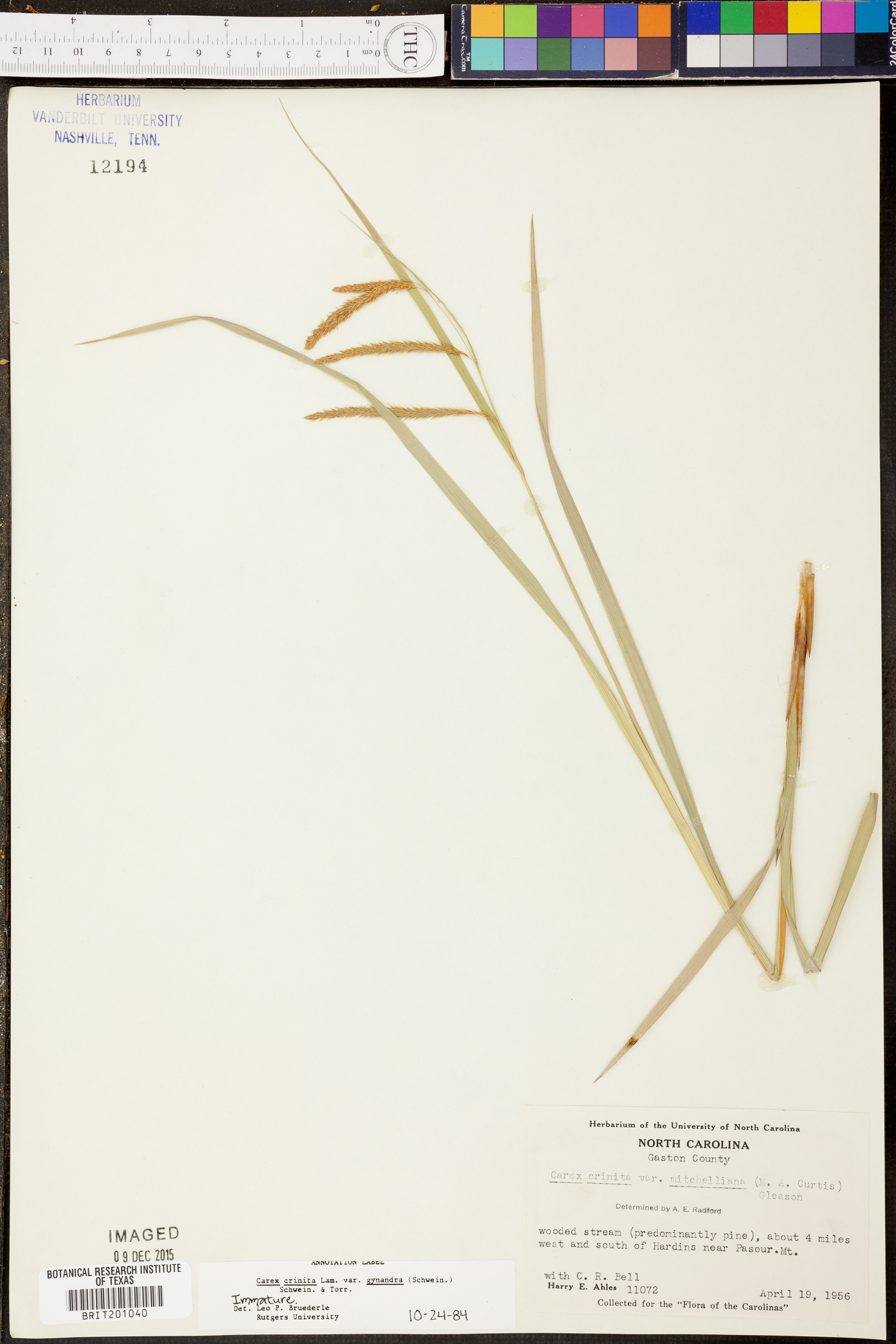 Carex crinita var. gynandra image