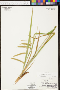 Carex crinita var. gynandra image