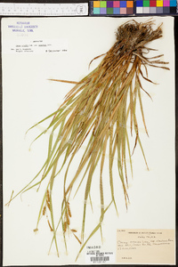 Carex crinita var. simulans image