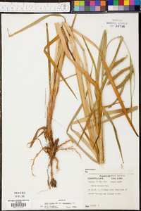 Carex crinita var. brevicrinis image