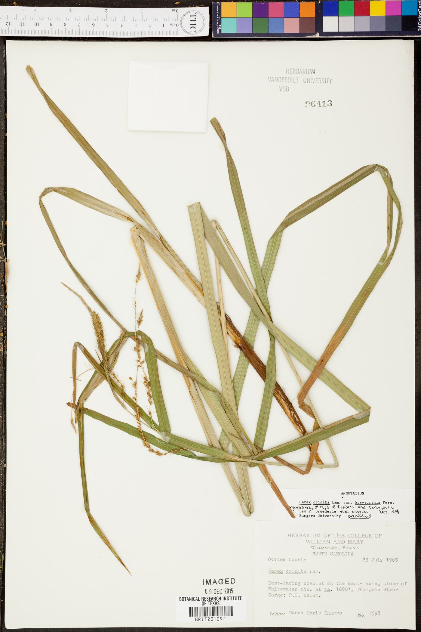 Carex crinita var. brevicrinis image