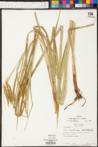 Carex crinita var. crinita image