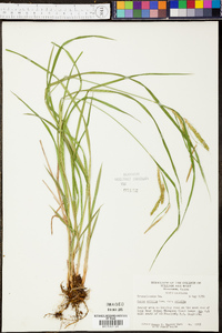 Carex crinita var. crinita image