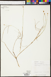 Carex chordorrhiza image