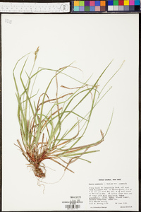 Carex communis var. communis image