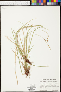 Carex communis var. communis image