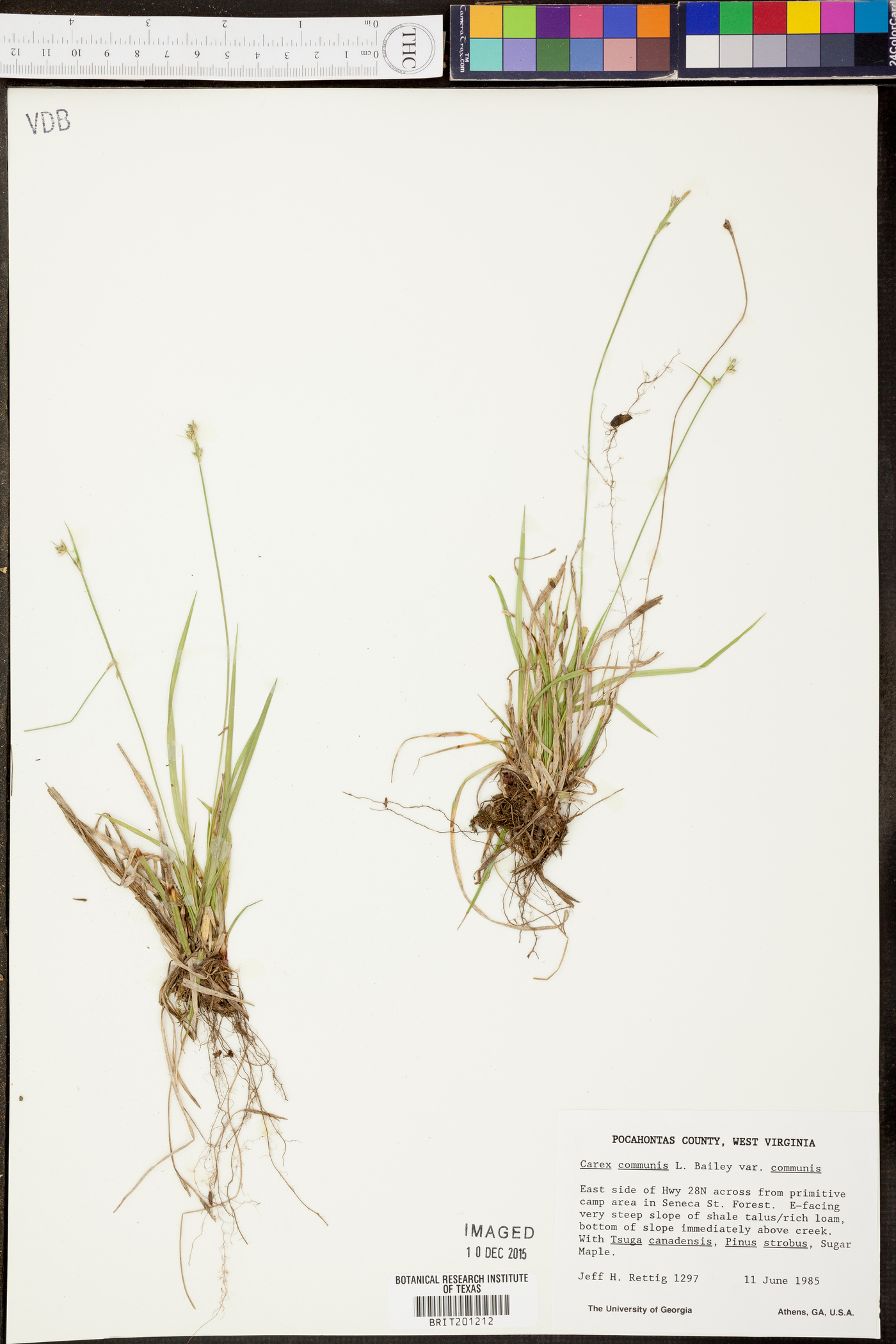 Carex communis var. communis image