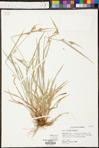 Carex crebriflora image