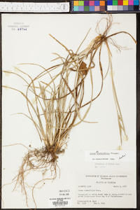 Carex crebriflora image