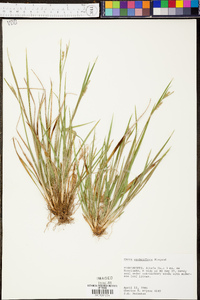 Carex crebriflora image