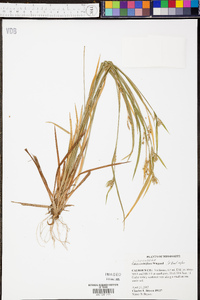 Carex crebriflora image