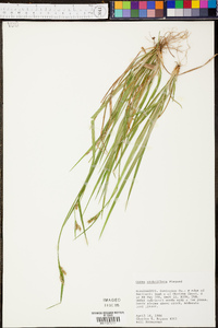 Carex crebriflora image