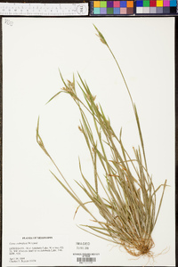 Carex crebriflora image