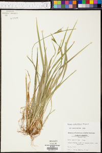 Carex crebriflora image