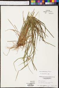 Carex crebriflora image