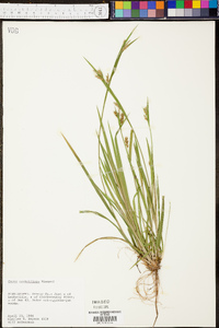 Carex crebriflora image