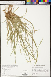 Carex crebriflora image