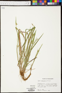 Carex crebriflora image