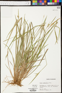 Carex crebriflora image