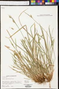 Carex crebriflora image