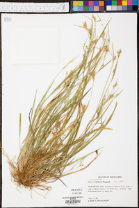 Carex crebriflora image