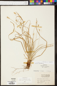 Carex communis var. communis image