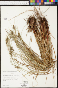 Carex complanata image