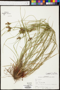 Carex complanata image