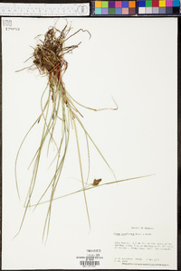 Carex complanata image