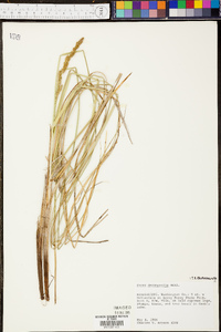 Carex decomposita image