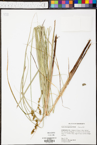 Carex decomposita image