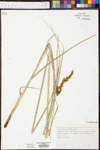 Carex decomposita image