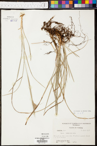 Carex dasycarpa image