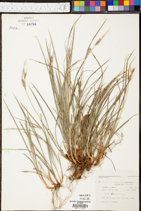 Carex dasycarpa image