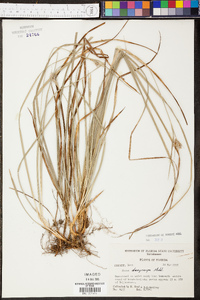 Carex dasycarpa image