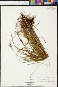 Carex dasycarpa image