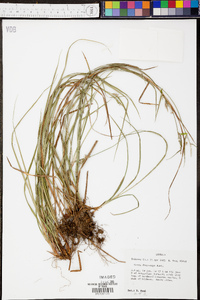 Carex dasycarpa image