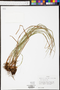 Carex dasycarpa image