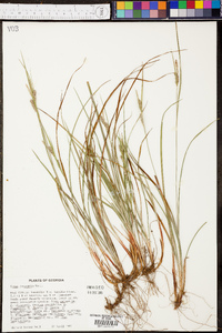 Carex dasycarpa image