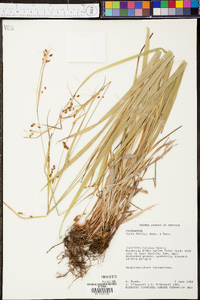 Carex davisii image