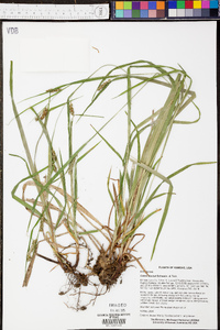 Carex davisii image